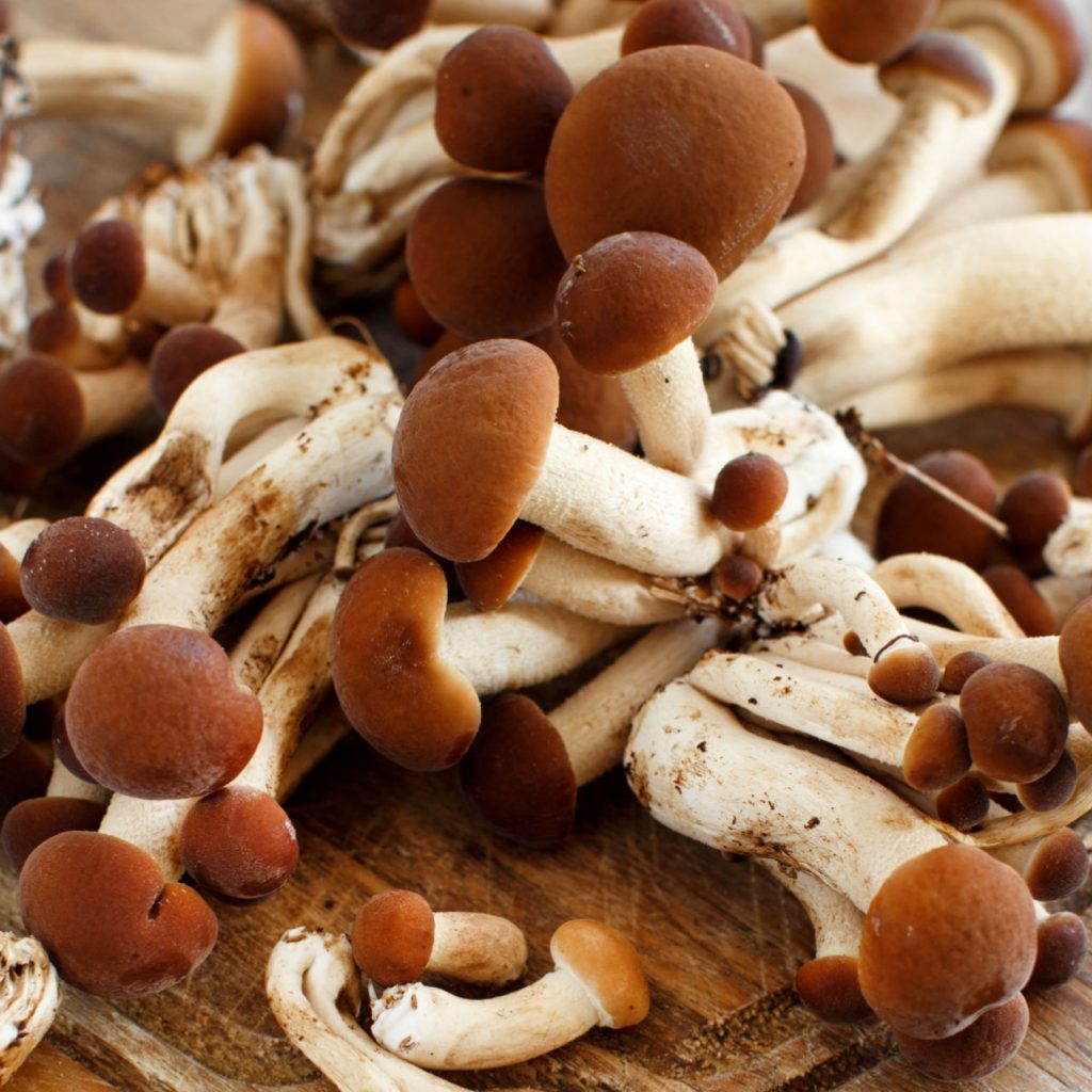 Growing Your Own Mushrooms - A Beginner's Guide – Beacon Hill Mushrooms