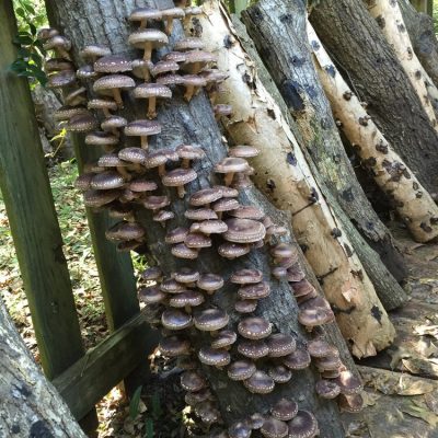 1014 - Shiitake – Beacon Hill Mushrooms